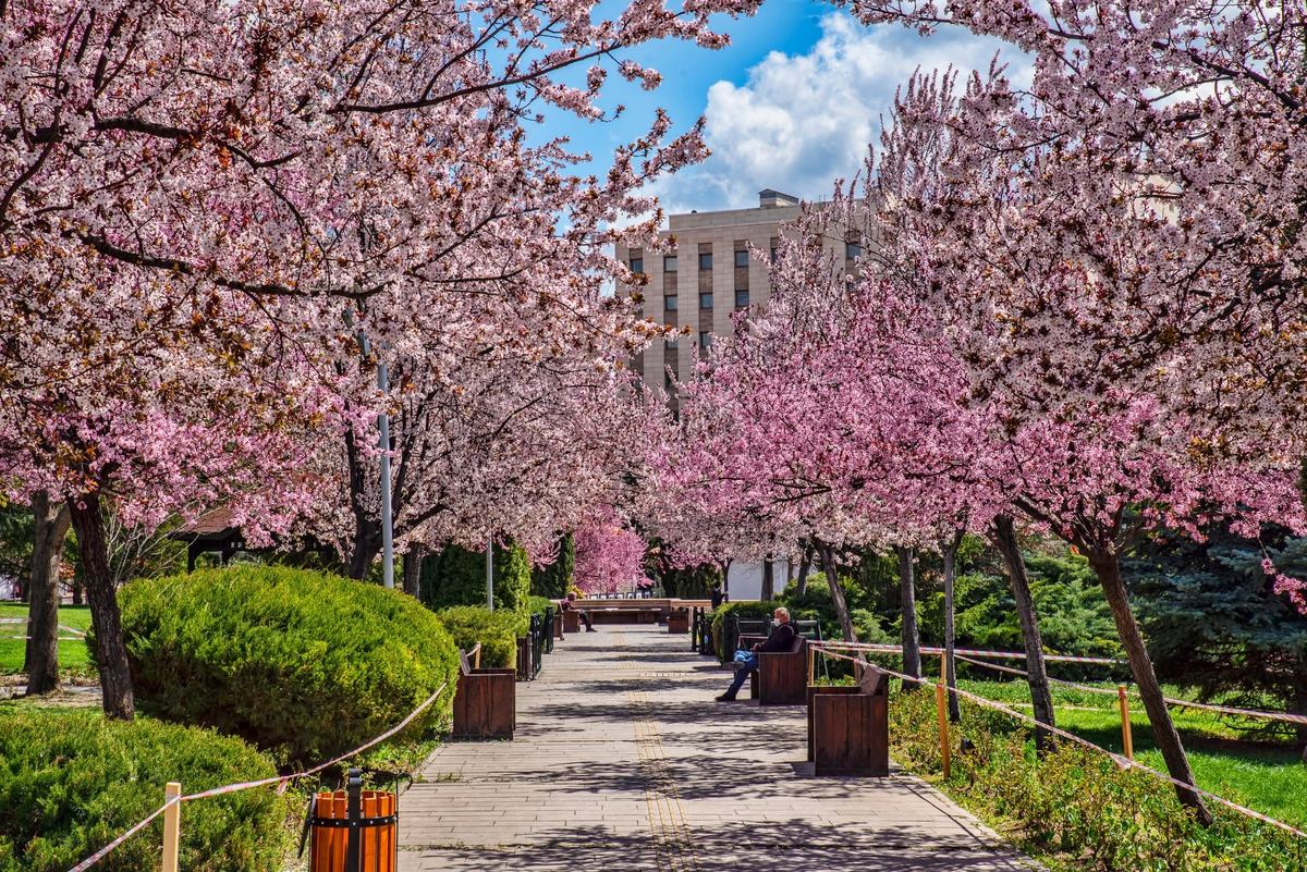 Trees blossoming in spring at Hacettepe University Beytepe Campus