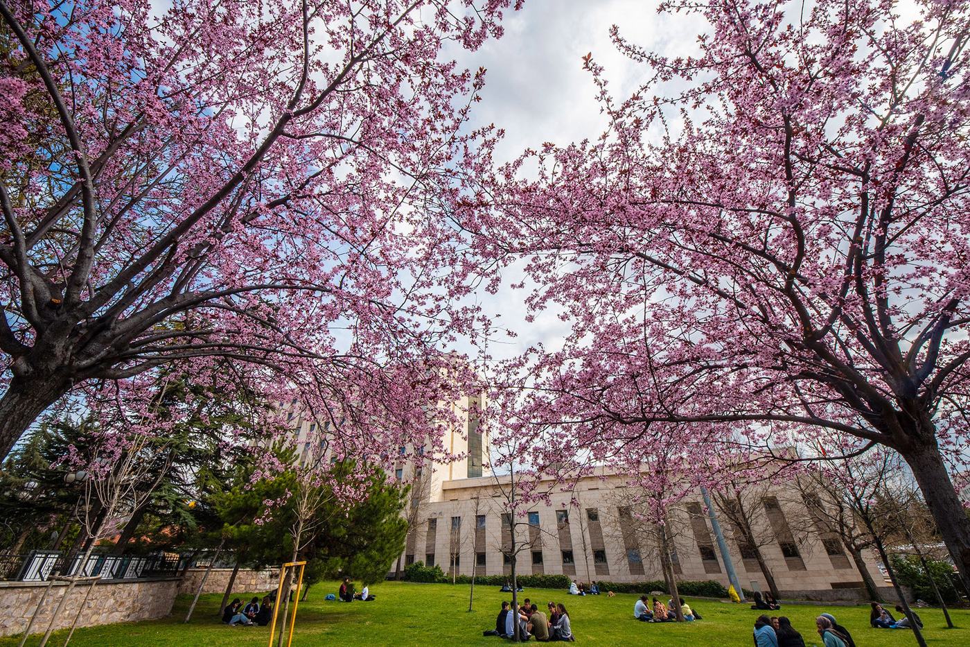 Beytepe Campus, trees blossoming in spring